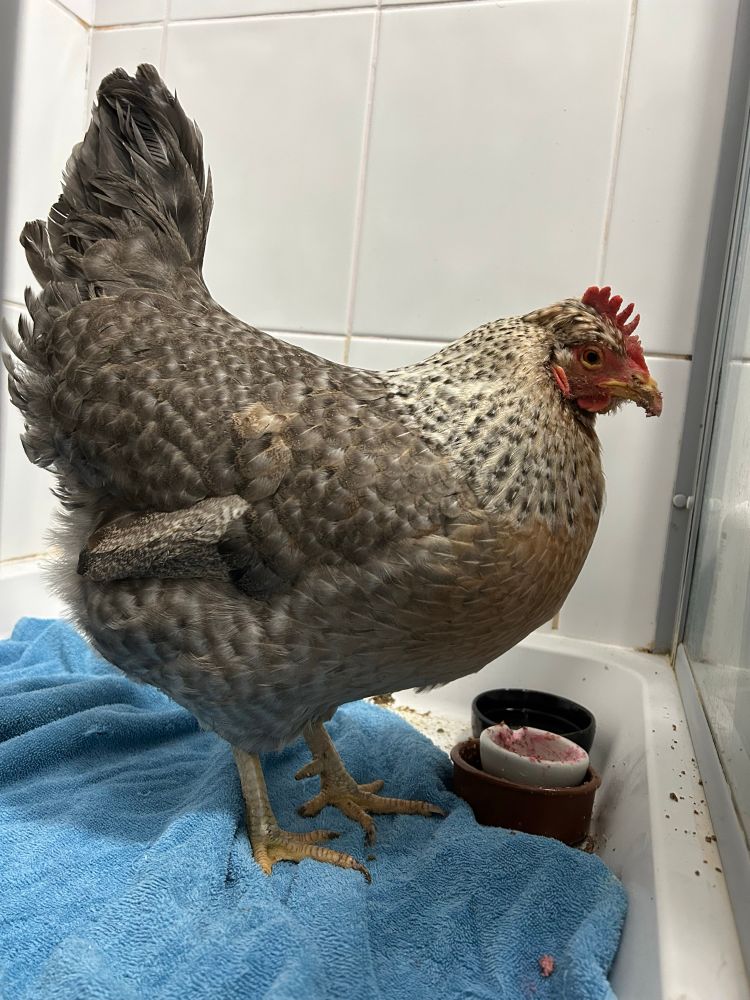 Lily Savage, a cream lebar hen, stands on a towel in the bottom of a shower. She has food plastered all over her beak and is staring at the camera as if to say 'so what'