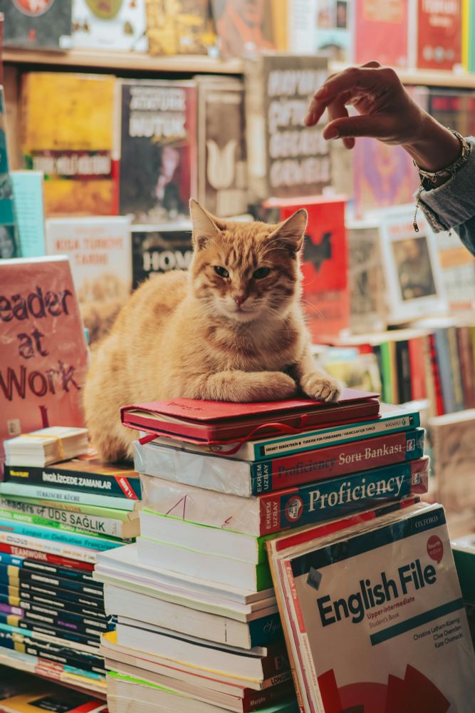happy orange cat on a pile of books, a human hand about to pet it 