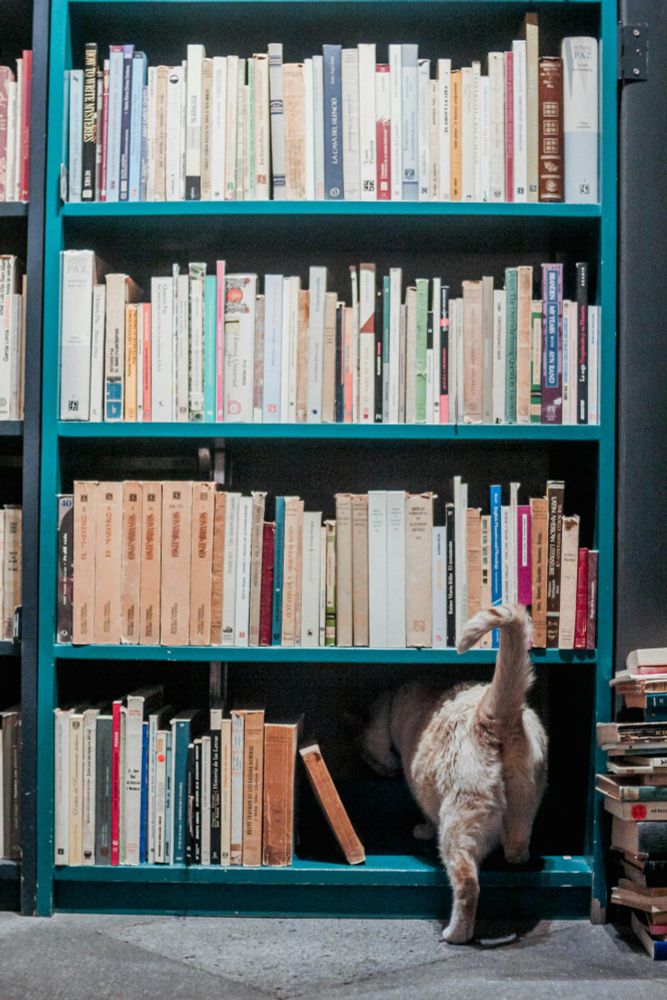 a cat walking into the shadows on a half-full book shelf