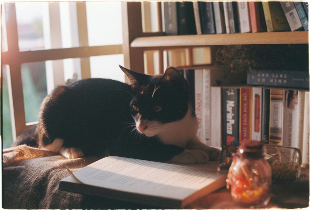 black and white cat sitting on an open book in a sunlight window by a bookshelf, paws on the book