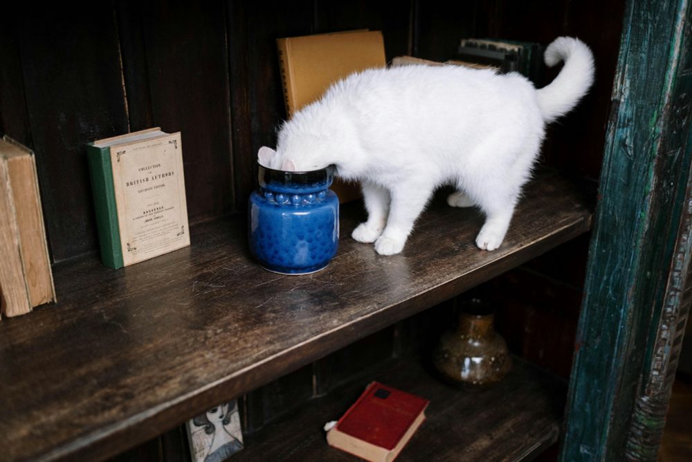 photo of a white cat on a book shelf poking its head into a blue jar.