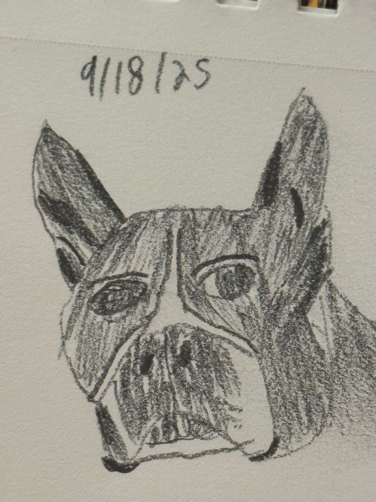 A pencil sketch of a Boston Terrier dated 9/18/25. The left eye is weird, the right ear has an flap of skin, and it looks like there are eyebrows, but it is definitely a Boston Terrier.