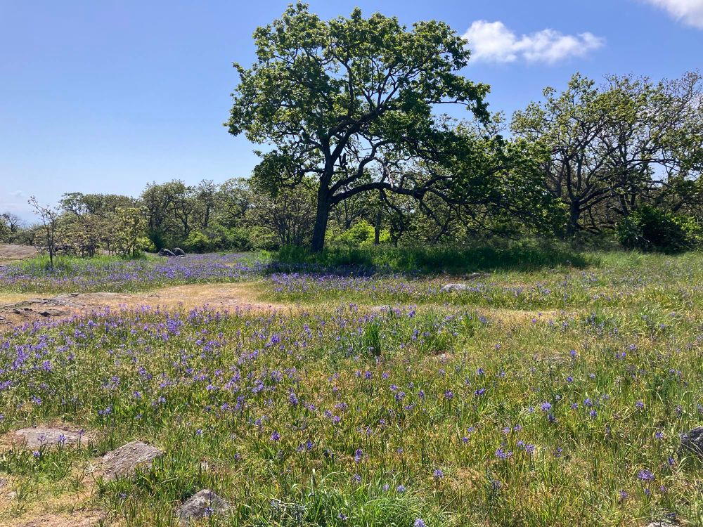 Oak Savannah meadow. Garry oaks with gothic twists to their forms, green and purple field of camas flowers, rocks and dry brown patches about.