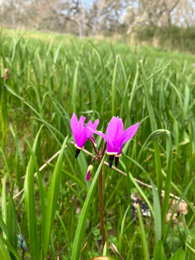 Shooting Star. Vivid fuchsia flowers with a black part pointing at the ground, like a set of fountain pens posed for action.