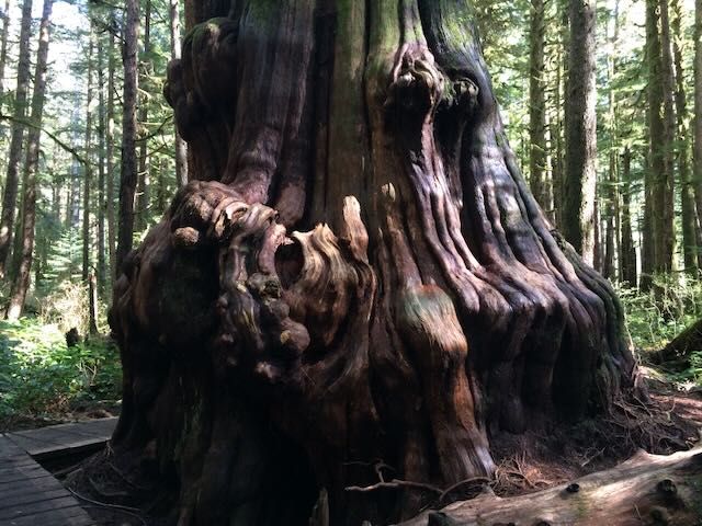 Huge gnarly tree trunk. The wooden pedestrian boardwalk dodging around it suggests the trunk is 4-5 meters in diameter (it's frickin' big).
