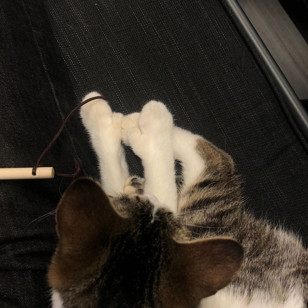 top down view of a white and grey striped kitten who has extra front toes that make it look like its front paws have mittens