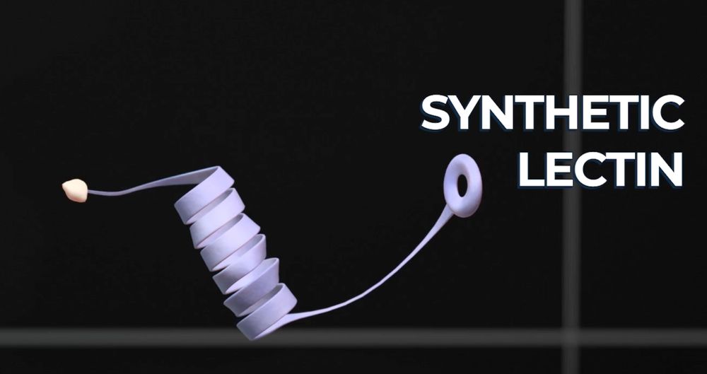 insulin molecule with a glucoside and a synthetic lectin attached.