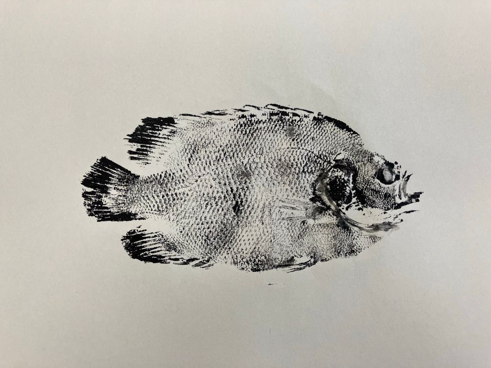 My beautiful Gyotaku Tripletail print