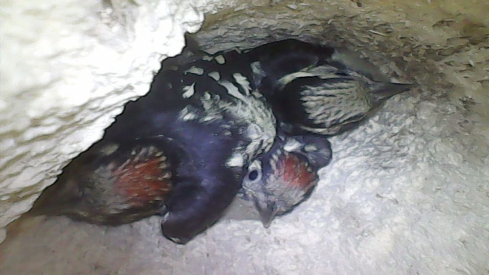 Three LSW chicks well fed in their nest cavity and ready to fledge
