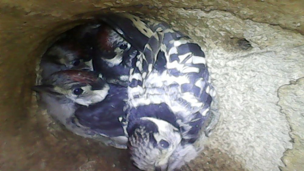 Four Lesser Spotted Woodpecker chicks snug in their nest cavity
