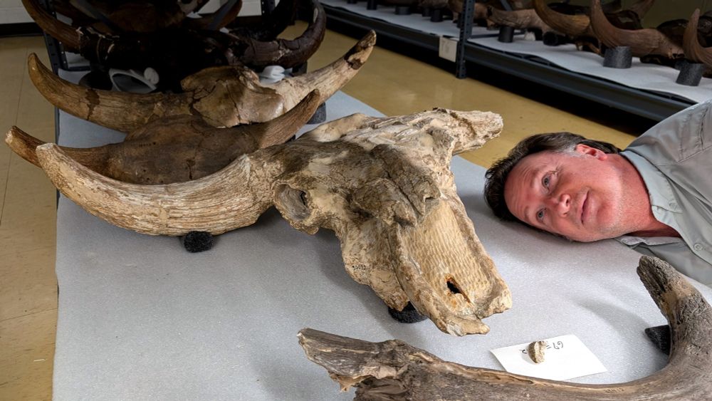 Man lying on the floor of a museum looking lovingly at a partial skull of an extinct long-horned bison