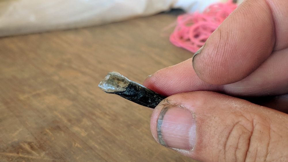 My dirty fingers with dirt under the nails holding a small fossil tooth with a black root just over a wooden table. The tooth is an upper canine (LD 760-115979) of an as-yet unnamed species of Australopithecus from the Ledi-Geraru Site, Afar Region, Ethiopia. This and associated fossils from the site were the first record of Australopithecus from Ledi-Geraru. Photo from the field in 2018; I'd just glued a sliver of enamel back onto the tooth.