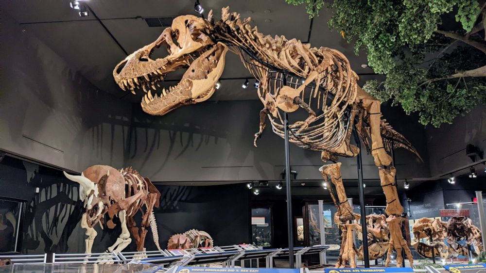 Skeletons of Triceratops and Tyrannosaurus on display at the Museum of the Rockies in Bozeman, Montana, US