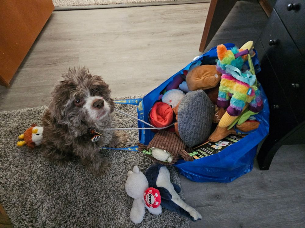 Blue IKEA bag full of dog toys, sitting on the ground. To the left of the bag, a brown Cocker Spaniel sits, trapped by the strings of a snuffle mat, and the handles of the IKEA bag, which is wrapped around his back. Dog toys surround him on the floor. He is not bothered.