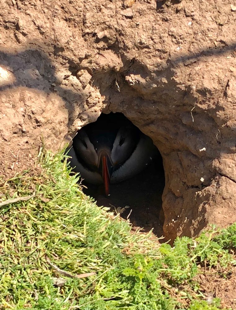 A puffin just visible in the dark of its burrow.