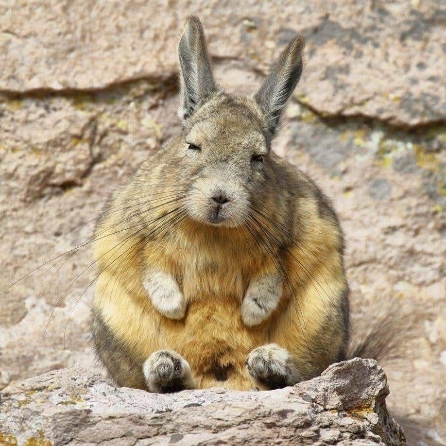 A picture of a viscacha, a South American rodent in the same family as chinchillas. They often have their eyes partially squinted, making them look sad and sleepy all the time.