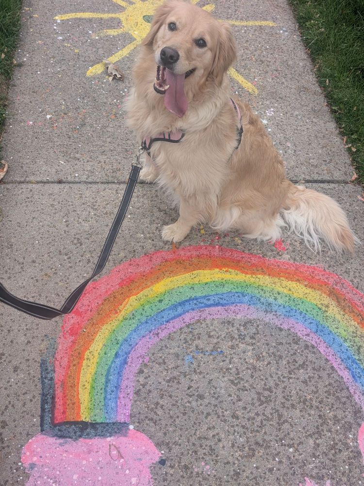 A small golden retriever is sitting on the sidewalk, next to a sidewalk drawing of a rainbow. 