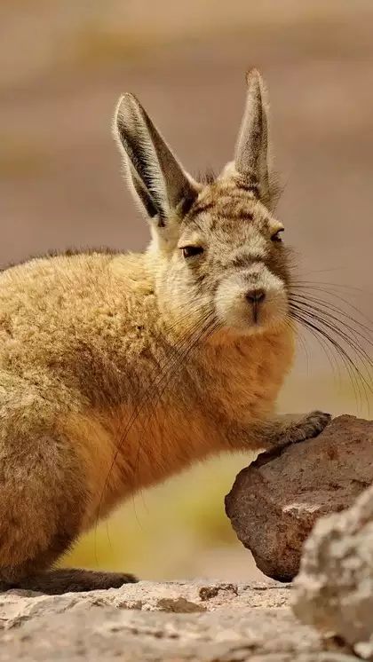 A picture of a viscacha, a South American rodent in the same family as chinchillas. They often have their eyes partially squinted, making them look sad and sleepy all the time.