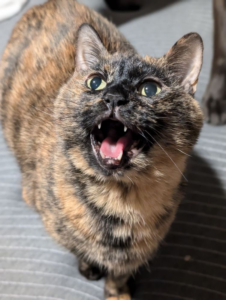 A tortoiseshell cat screaming at the camera.
