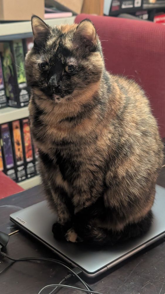 A tortoiseshell cat named Monkey sitting on a closed silver laptop computer.