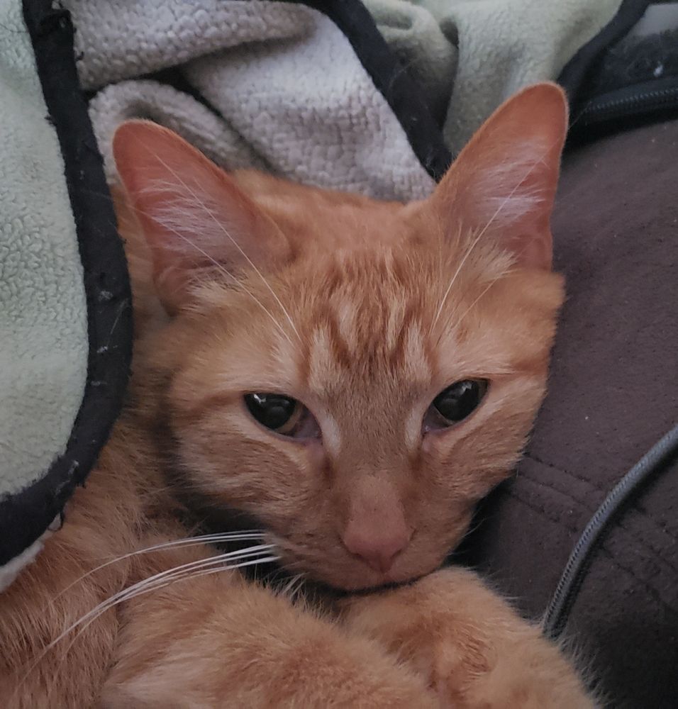 Photo of our orange tabby kitty cuddled up under a blanket with his eyes open.