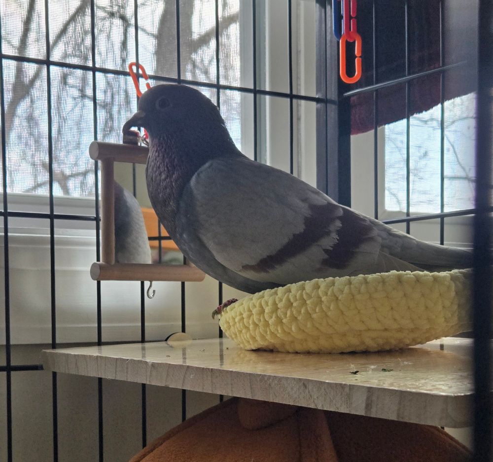 Pigeon sitting in a knit nest in her cage