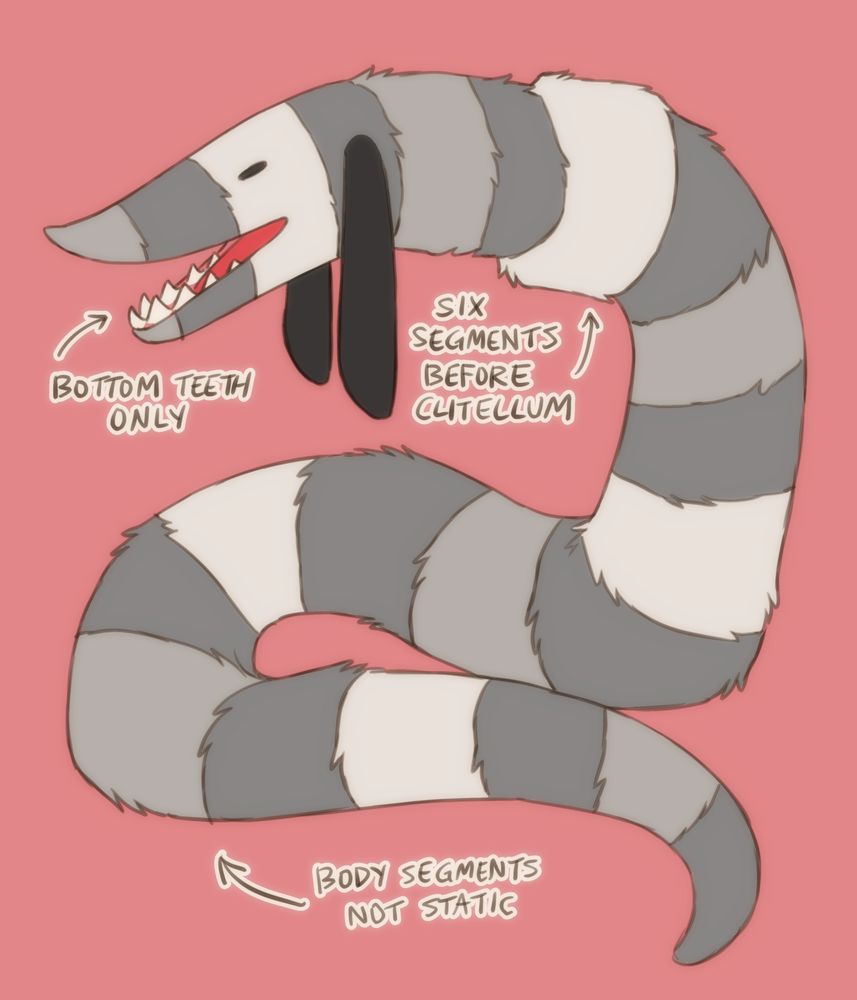 A digital image of a greyscale dog-like worm creature. It is fuzzy with grey striping, pointy teeth, and long dark hound ears. The text says 'bottom teeth only', 'six segments before clitellum' and 'body segments not static'. The background is pink.