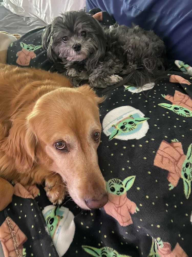 Baxter and Minnie cuddling up on a Grogu blanket #DogPics