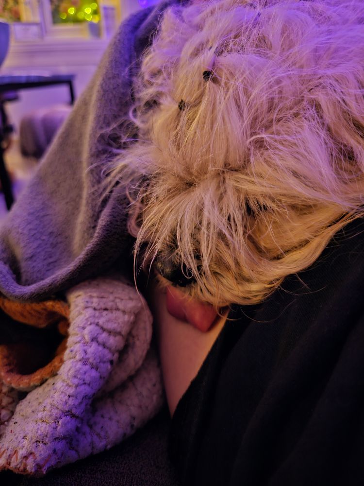 Bilde av Cosmo under tepper, hvor han egentlig kun er synlig som en bustete hårball, utover nesen og tungen hans som ligger mot siden av nedre hofta mi, helt inntil huden min. Han har masse bustete hår ut av strikkene i luggen og skjegget ligger mot tskjorten min. 