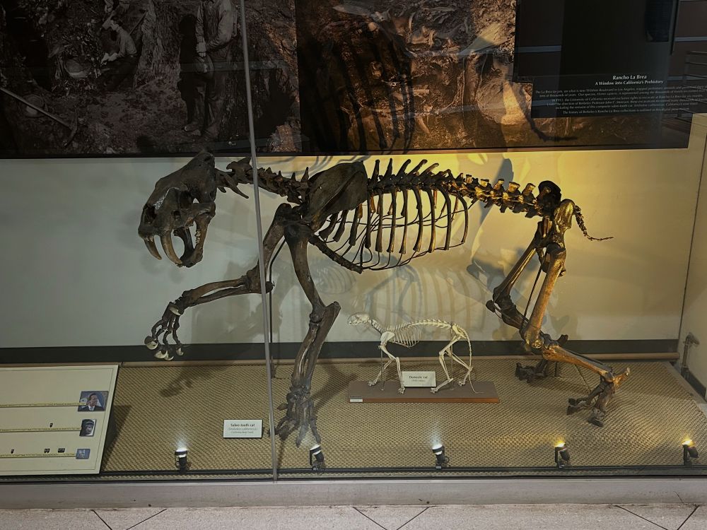 Fossilized Saber-toothed cat skeleton. 