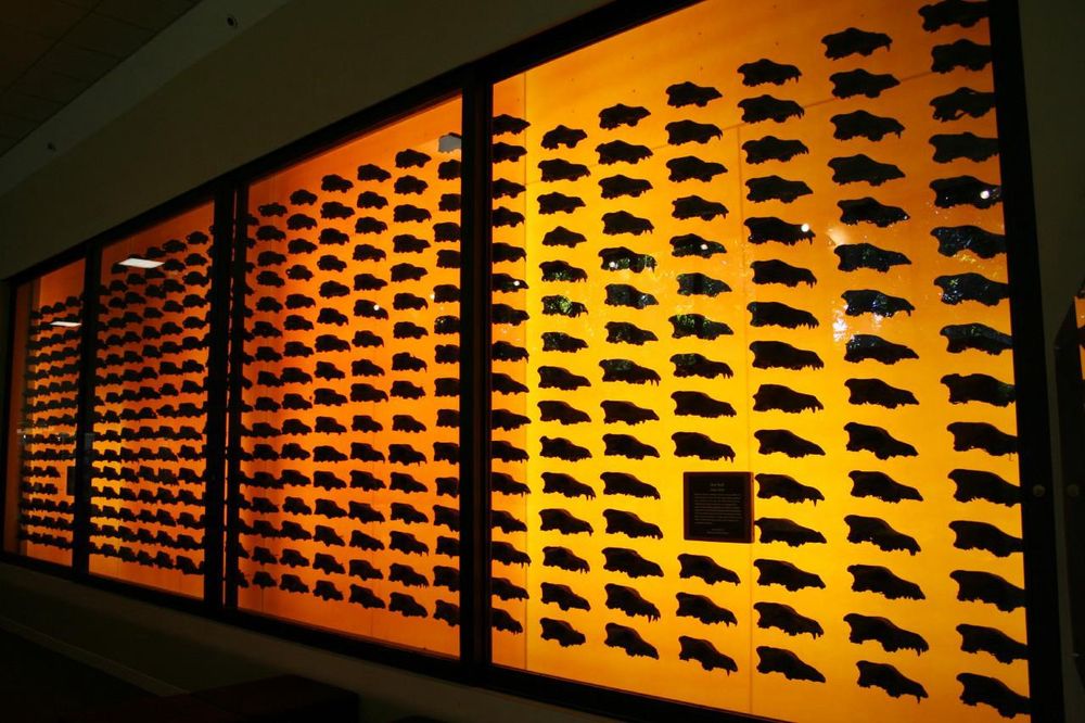 Wall display of Dire wolf skulls from the La Brea tar pits.