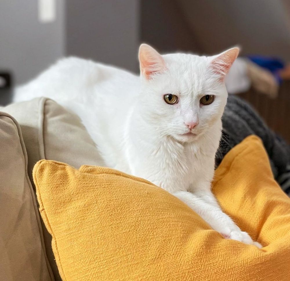 A big white cat with amber eyes laying on a pile of pillows 