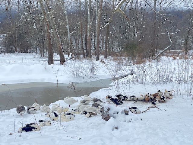 A large pile of ducks and geese are sitting in the snow on the shore of a frozen lake as if they were on a beach in the sun.
