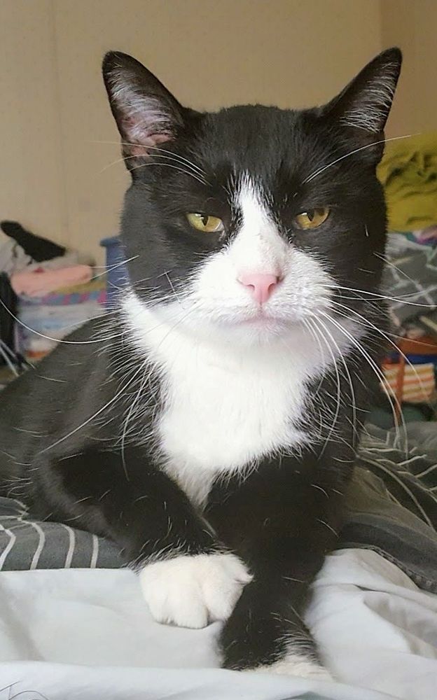 My family's Black and White Tux cat Terminator.