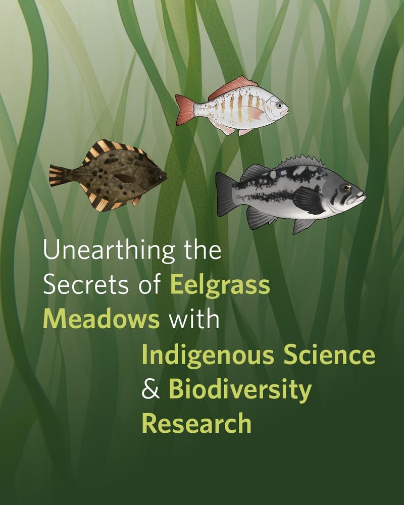 An illustrated scene shows a trio of three diverse fish species, swimming amid a murky bed of eelgrass. Text overlay reads “Unearthing the Secrets of Eelgrass Meadows with Indigenous Science & Biodiversity Research”
