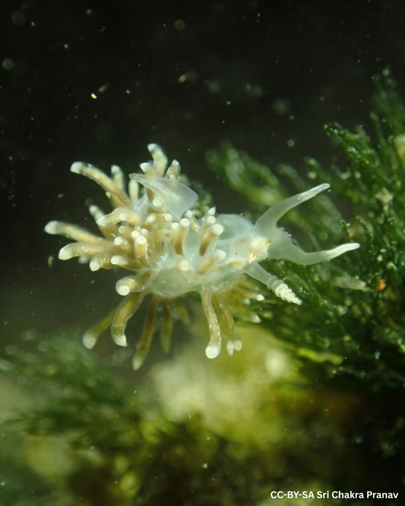 A transparent nudibranch (Eolis unilineata) rests atop a patch of seaweed, shown against a murky green-black backdrop. Text overlay reads CC-BY-SA Sri Chakra Pranav. 