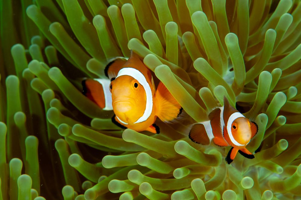 Two orange, white, and black clownfish rest among a cluster of green anemone fronds. The clownfish on the left is significantly larger than the one on the right. 