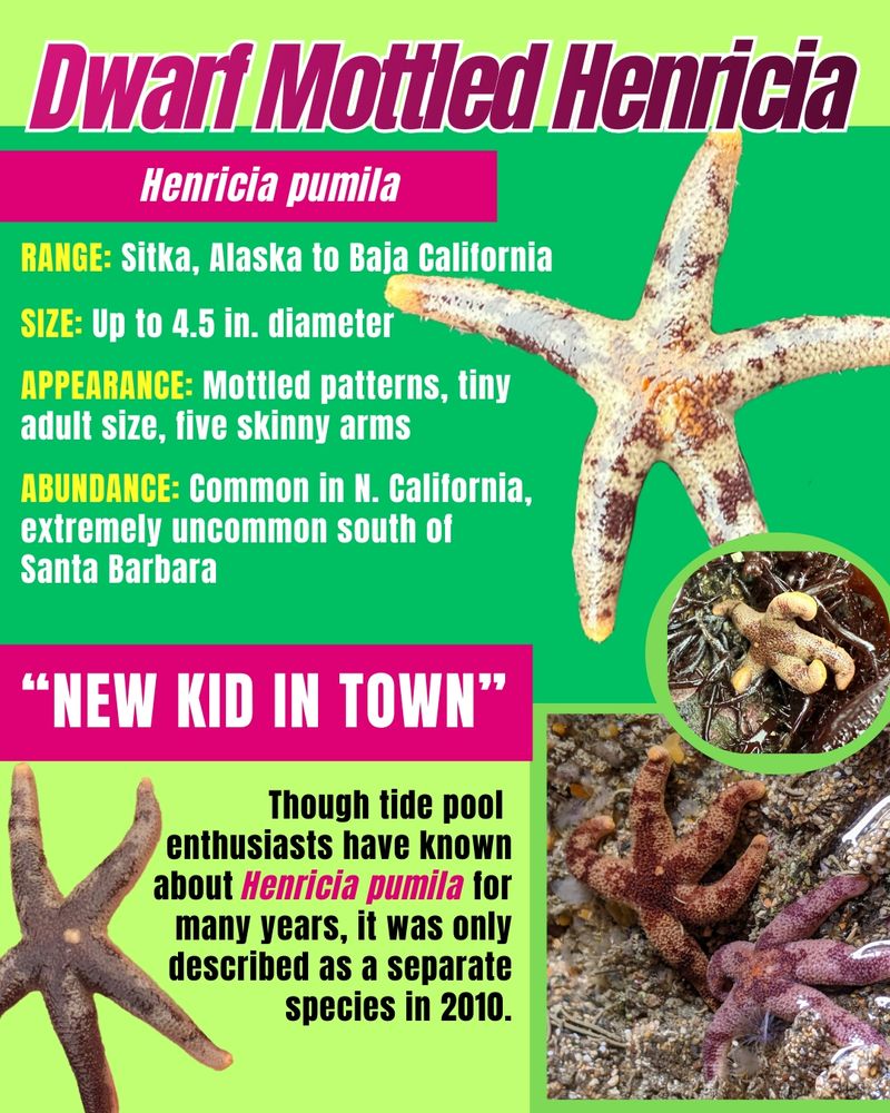A magazine-style page titled ‘Dwarf Mottled Henricia (Henricia Pumila), shows cutouts of the sea star with text describing the species. Text reads: “RANGE: Sitka, Alaska to Baja California; SIZE: Up to 4.5 in. diameter; APPEARANCE: Mottled patterns, tiny adult size, five skinny arms; ABUNDANCE: Common in N. California, extremely uncommon south of Santa Barbara.” Bottom text describes this sea star as the new kid in town, since Henricia pumila was only described as a separate new species in 2010.