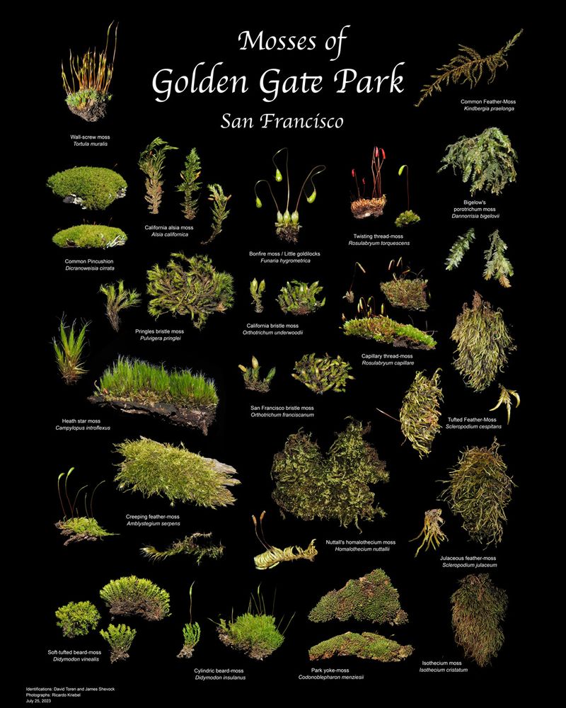 Poster with text that says "Mosses of Golden Gate Park, San Francisco" featuring many small pictures of mosses with identifications on a black background.