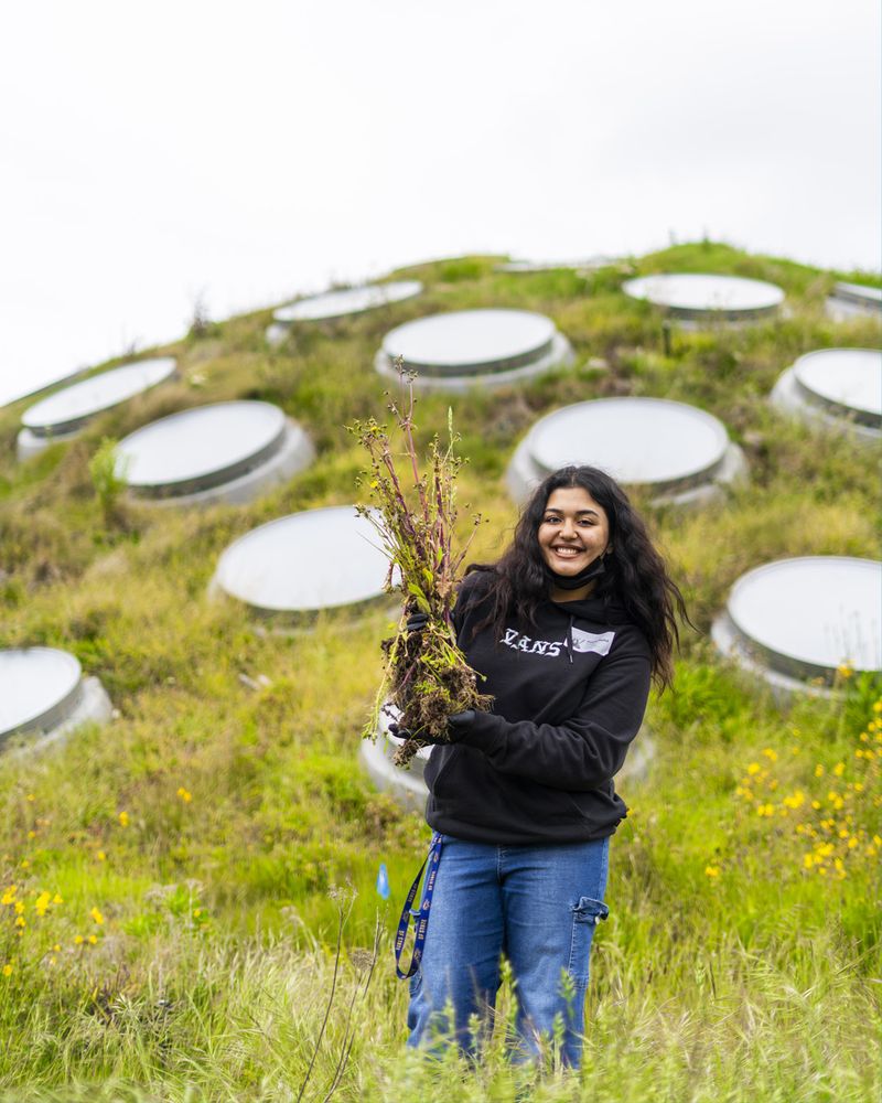 A volunteer holds a bundle of weeds (invasive species) pulled from the Living Roof. 