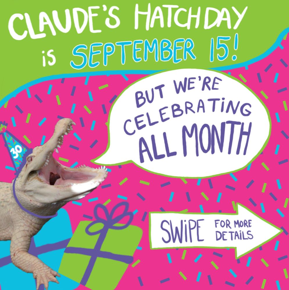 An illustrated card reads “Claude’s Hatch Day is September 15!” But a cut-out of Claude the alligator shows him in a birthday hat, mouth open, with a text bubble saying “But we’re celebrating all month. Swipe for more details.” Claude appears to be resting atop a pile of presents and is set against a sprinkle covered background.