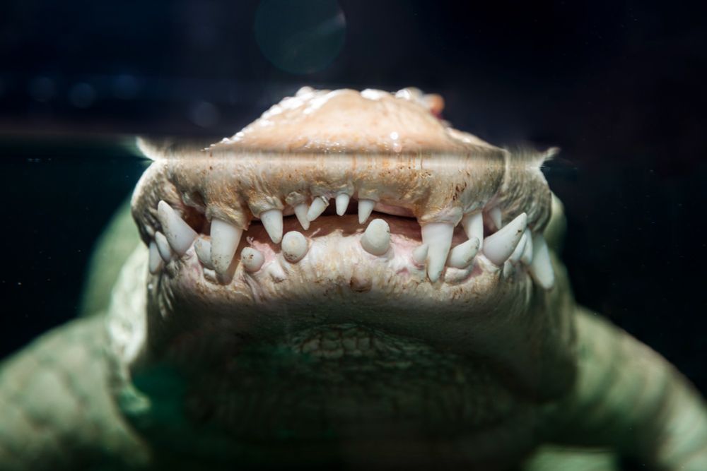 A close up shot of Claude shows off the alligator’s toothy grin, with his white snout sticking up above the water.