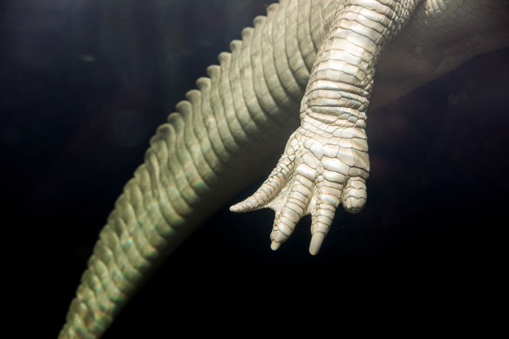 A close up shot of Claude shows his tail and right back arm, floating in the dark murky waters of the swamp. His claws and stubby toe are all visible. 