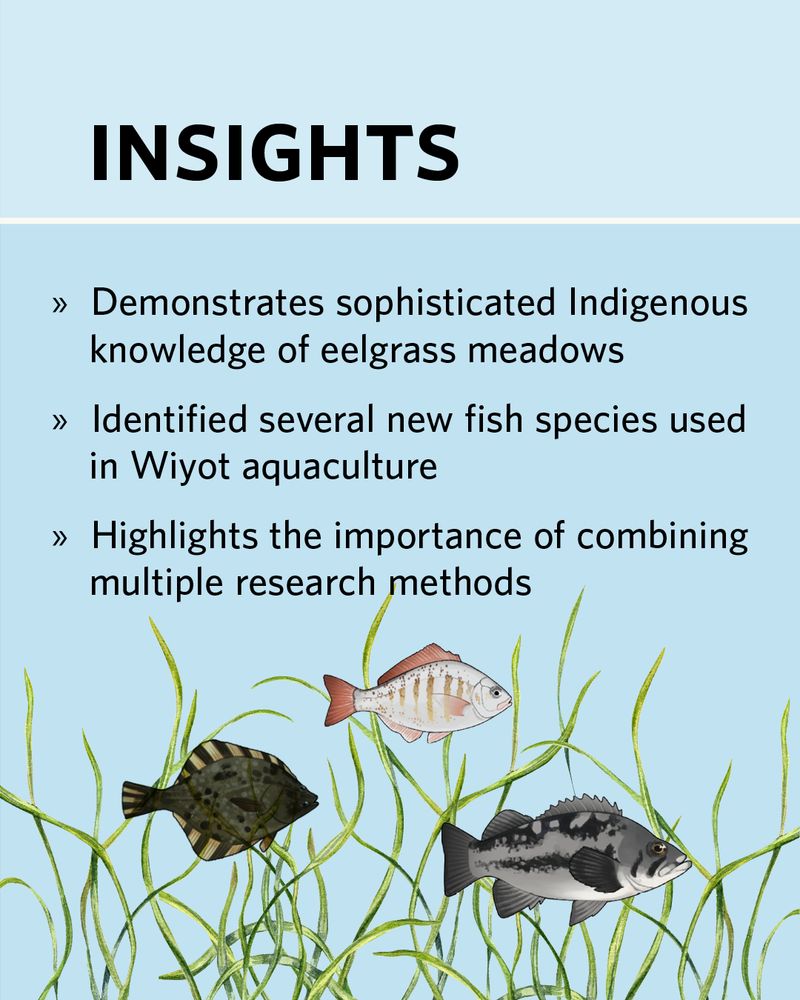 A light blue graphic titled “Insights” shows the findings of this anthropological research study, with a trio of fish floating atop a few strands of eelgrass on the bottom border. Text overlay reads: 

- *Demonstrates sophisticated Indigenous knowledge of eelgrass meadows*
- *Identified several new fish species used in Wiyot aquaculture*
- *Highlights the importance of combining multiple research methods*
