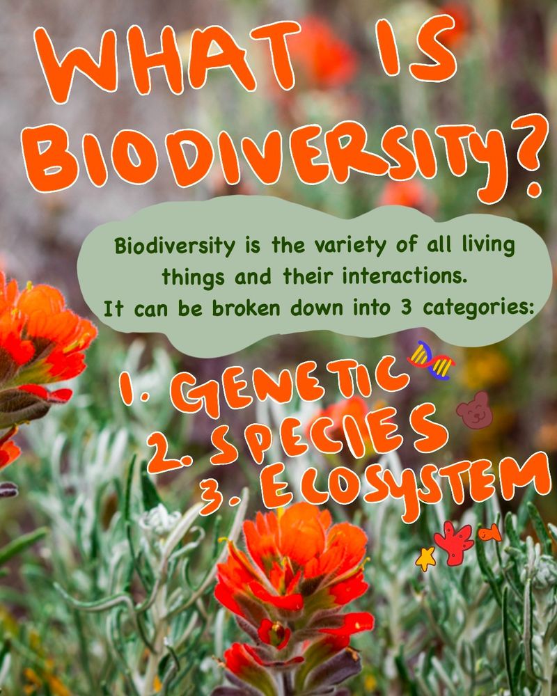 Background of paintbrush wildflowers. Text says “What is biodiversity? Biodiversity is the variety of all living things and their interactions. It can be broken down into 3 categories: genetic, species, ecosystem” 