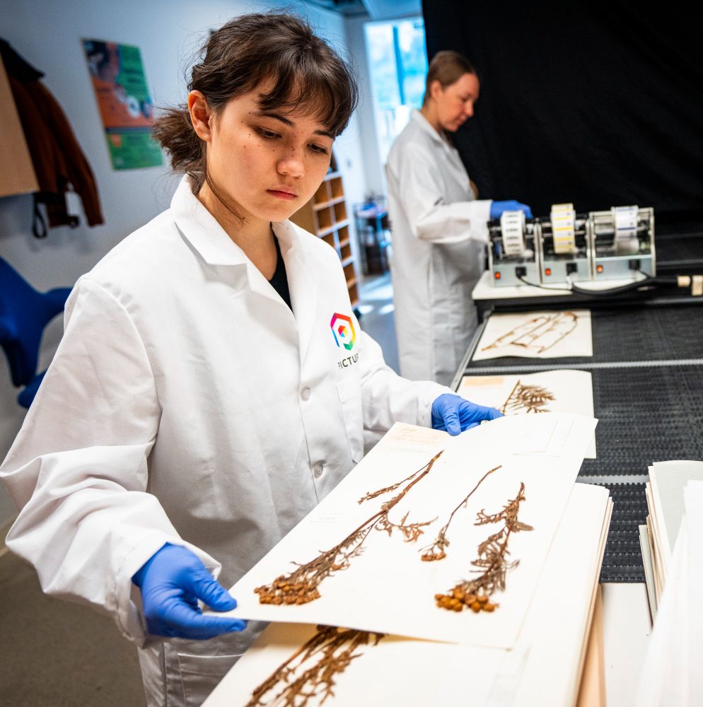 A woman in a lab coat works on the Picturae project at the Cal Academy, handling plant specimens.