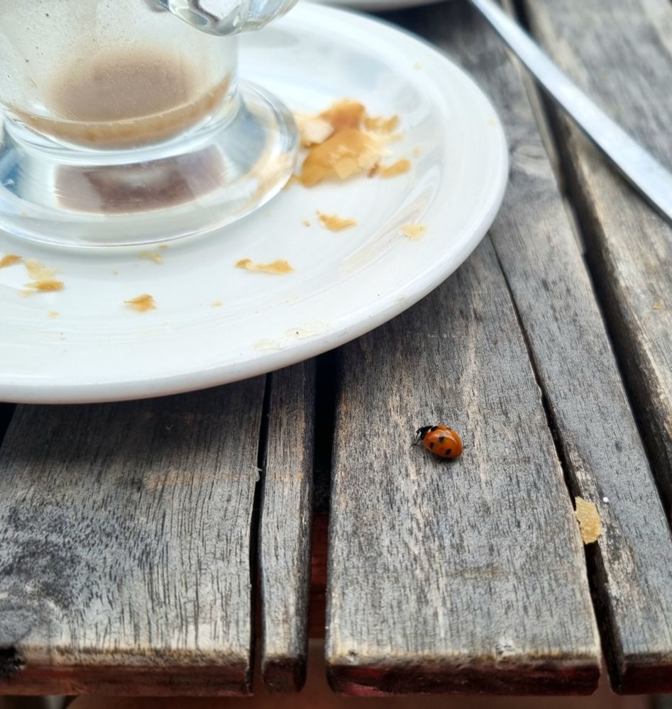Ladybird by breakfast plate and cup on a wooden table 