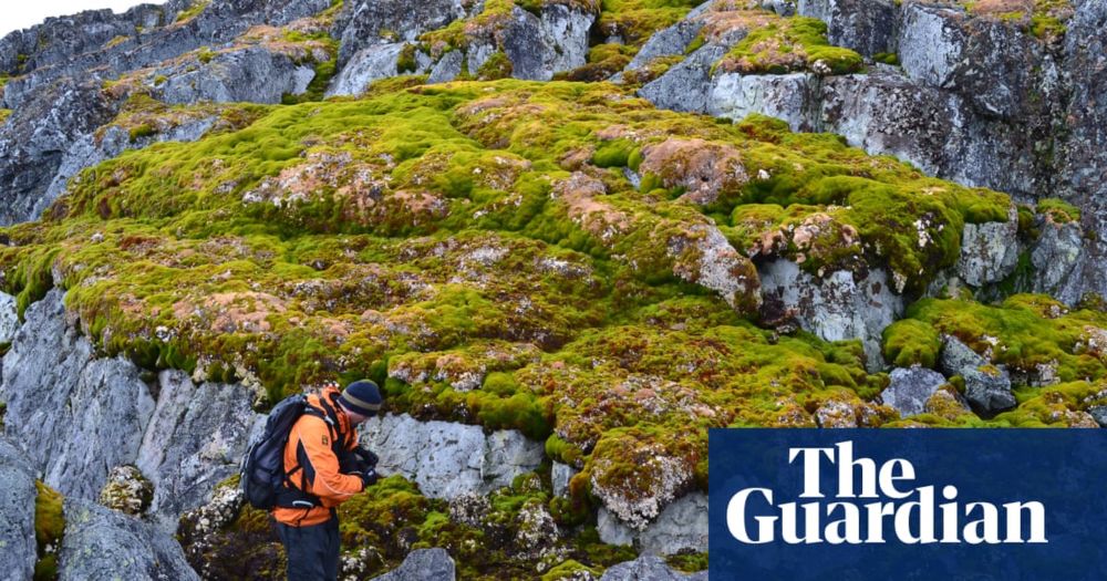 Antarctica is ‘greening’ at dramatic rate as climate heats