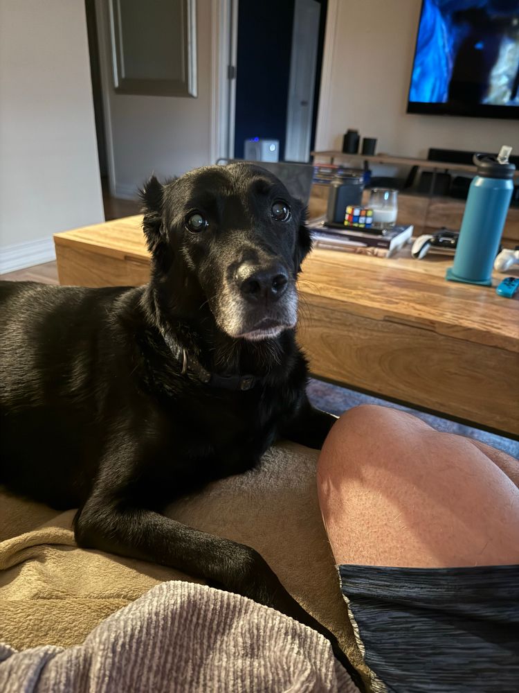 Black dog on the couch staring at the camera intently with ears pulled back to invisible. 