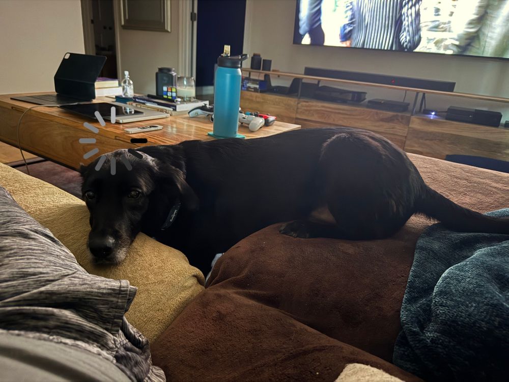 Black dog with her hind legs up on one side of an L shaped couch, her front legs on the floor, and her face rested on the other side looking as if this is totally normal with a loading indicator photoshopped in above her head.